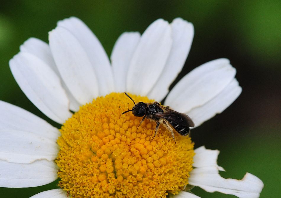 La vita in un fiore: terza parte